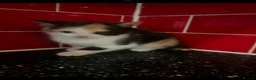 Mixed Breed cats for sale: 3 kittens left in Havant - Advert 5