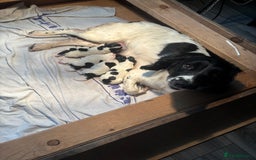 English Springer Spaniel dogs for sale: Springer spaniel pups  - Advert 1