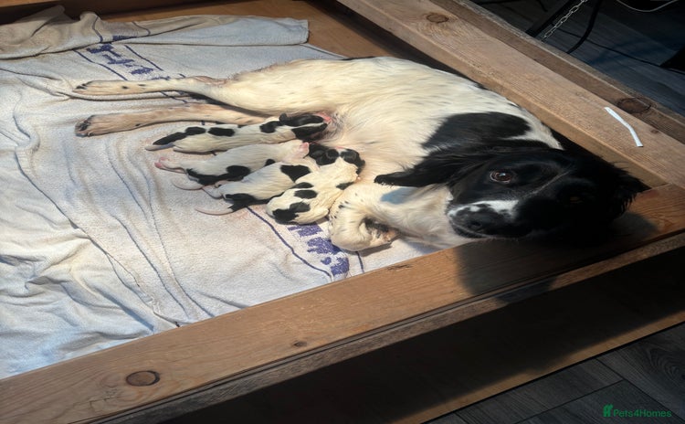 English Springer Spaniel dogs Springer spaniel pups  - Advert 1