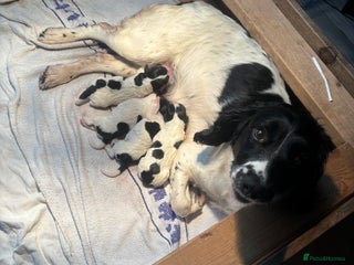 English Springer Spaniel dogs for sale: Springer spaniel pups - Advert 1