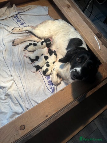 English Springer Spaniel dogs Springer spaniel pups - Advert 1