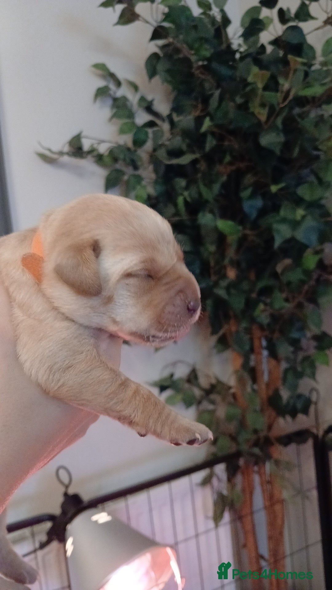 Labrador Retriever dogs Red/Golden Labrador puppies - Advert 2