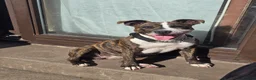 Staffordshire Bull Terrier dogs for sale: Staffordshire pups for sale - Advert 3