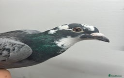 Pigeons birds for sale: CHEAP RACER PIGEONS FOR QUICK SELL - Image 2