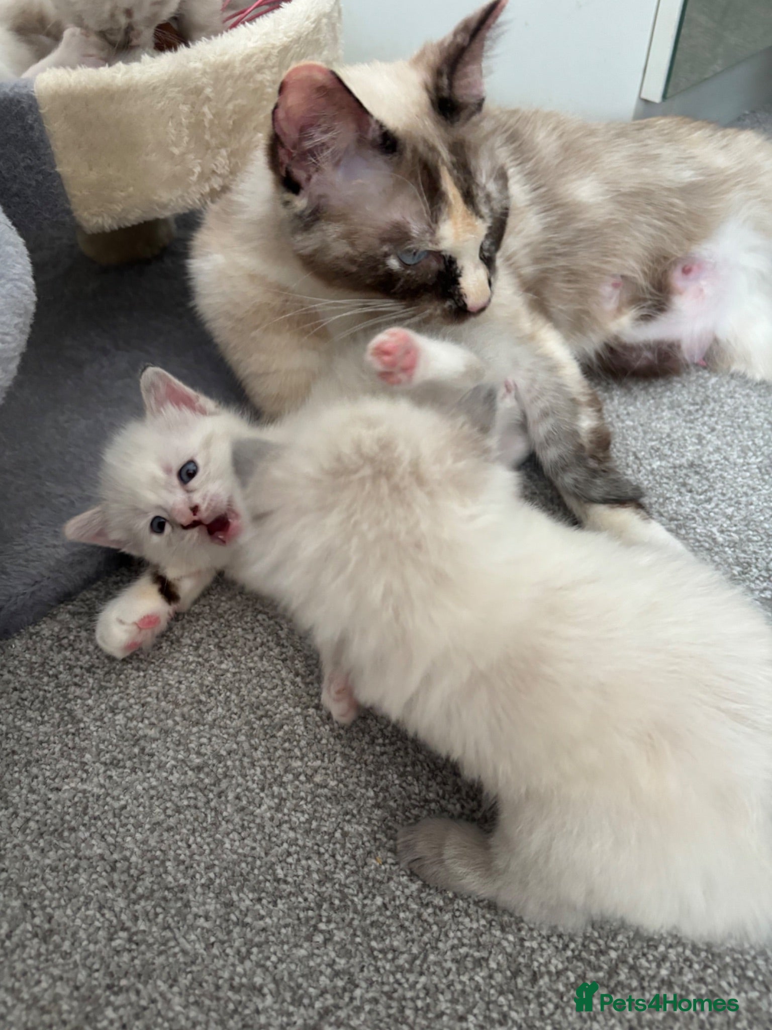 Ragdoll cats Rag doll kittens  - Advert 2