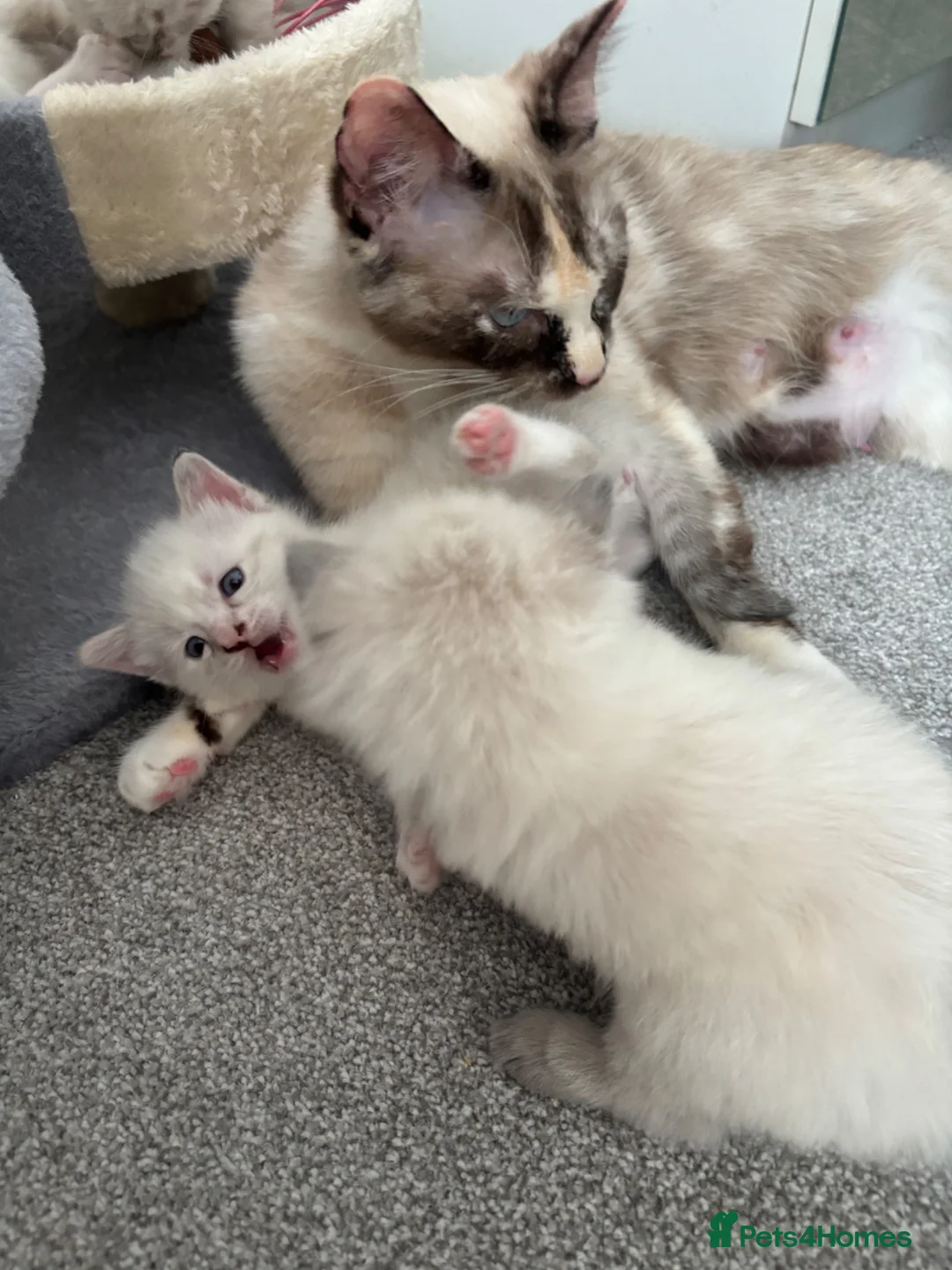 Ragdoll cats for sale: Rag doll kittens  - Advert 1