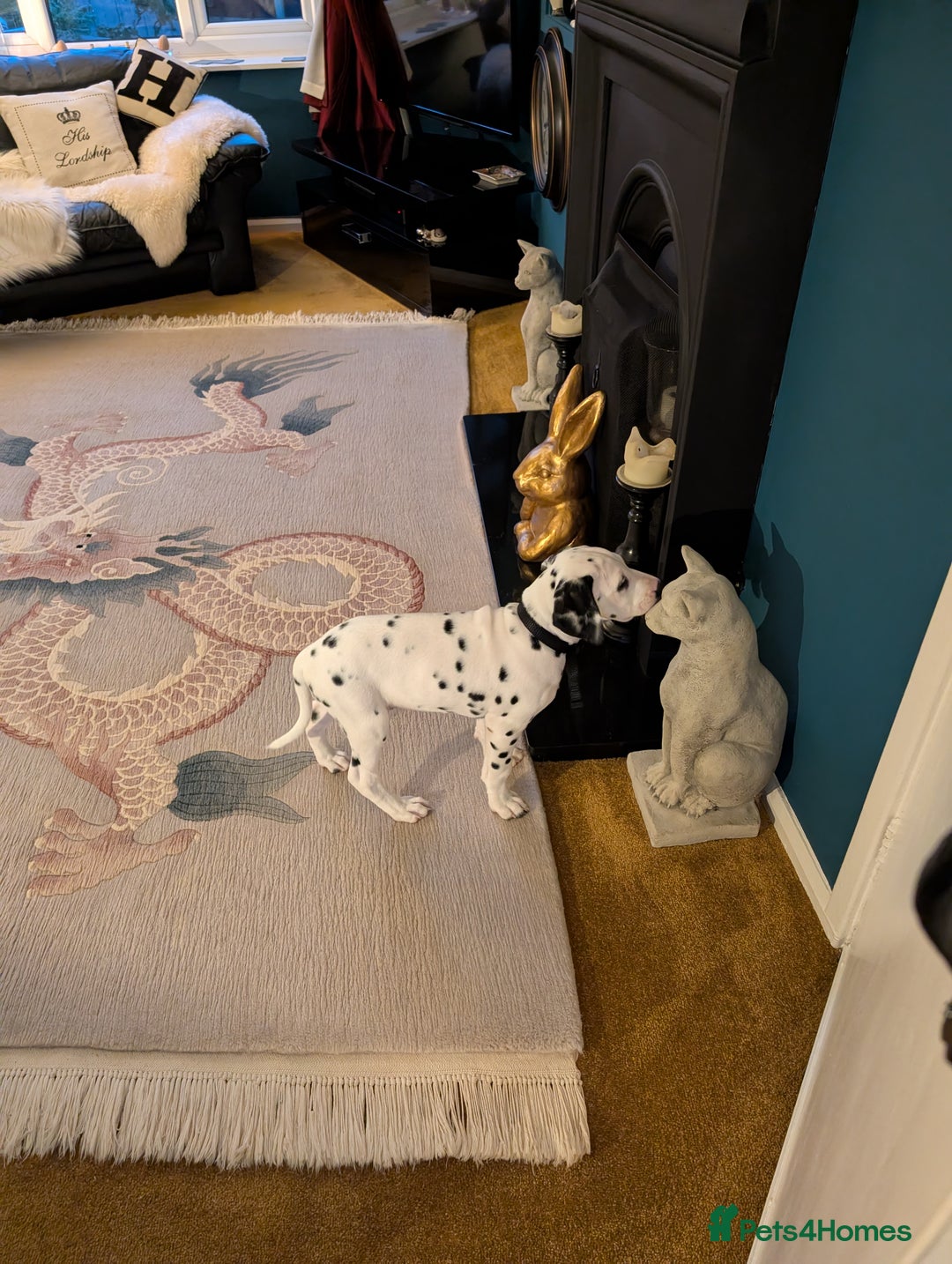 Dalmatian dogs for sale: Male Dalmatian named Griffin  - Image 2