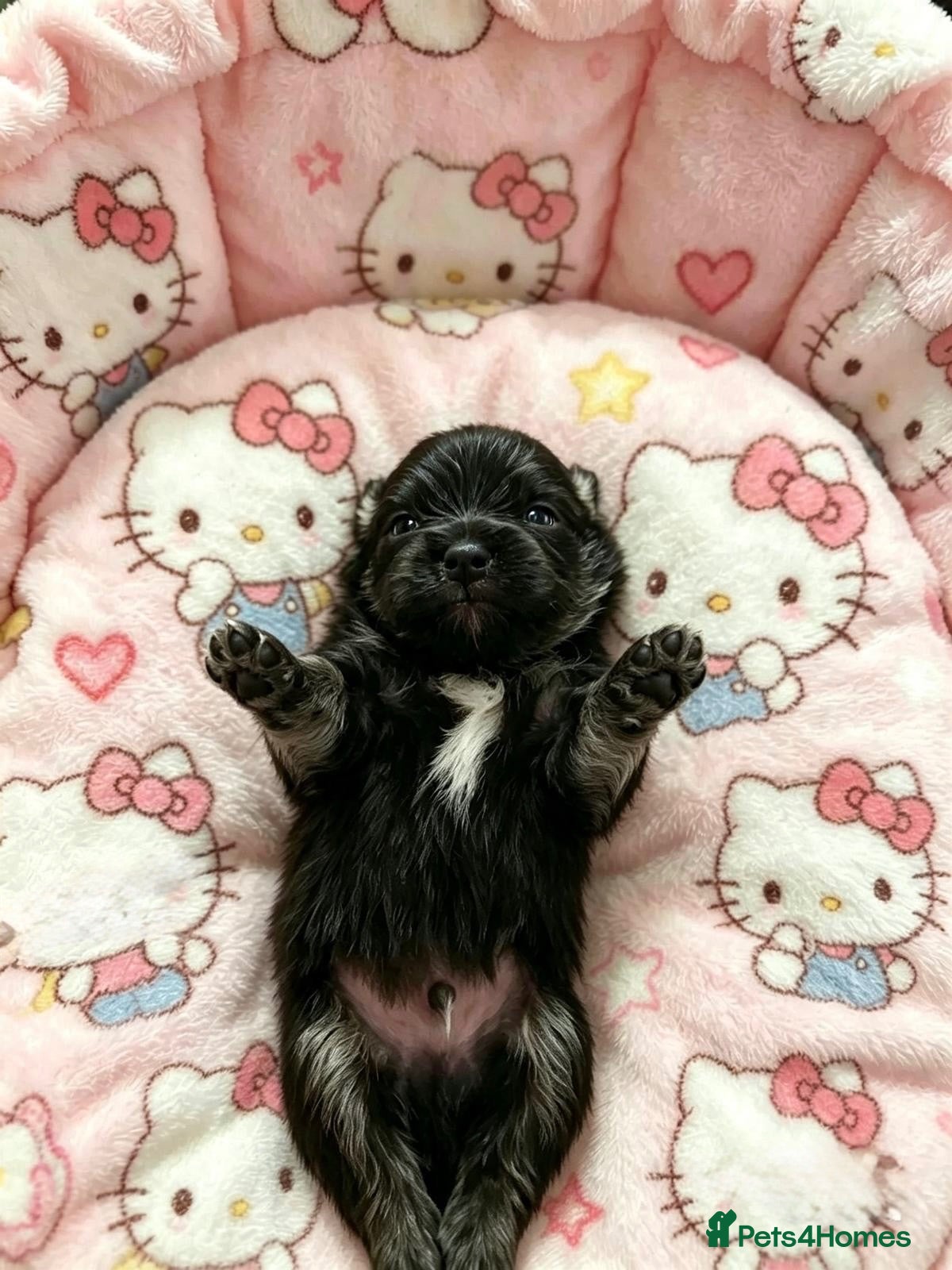 Pomeranian dogs ✨Super Rare Fluffy Poms🐾🐶✨💜🤎🩶🩵 - Advert 2