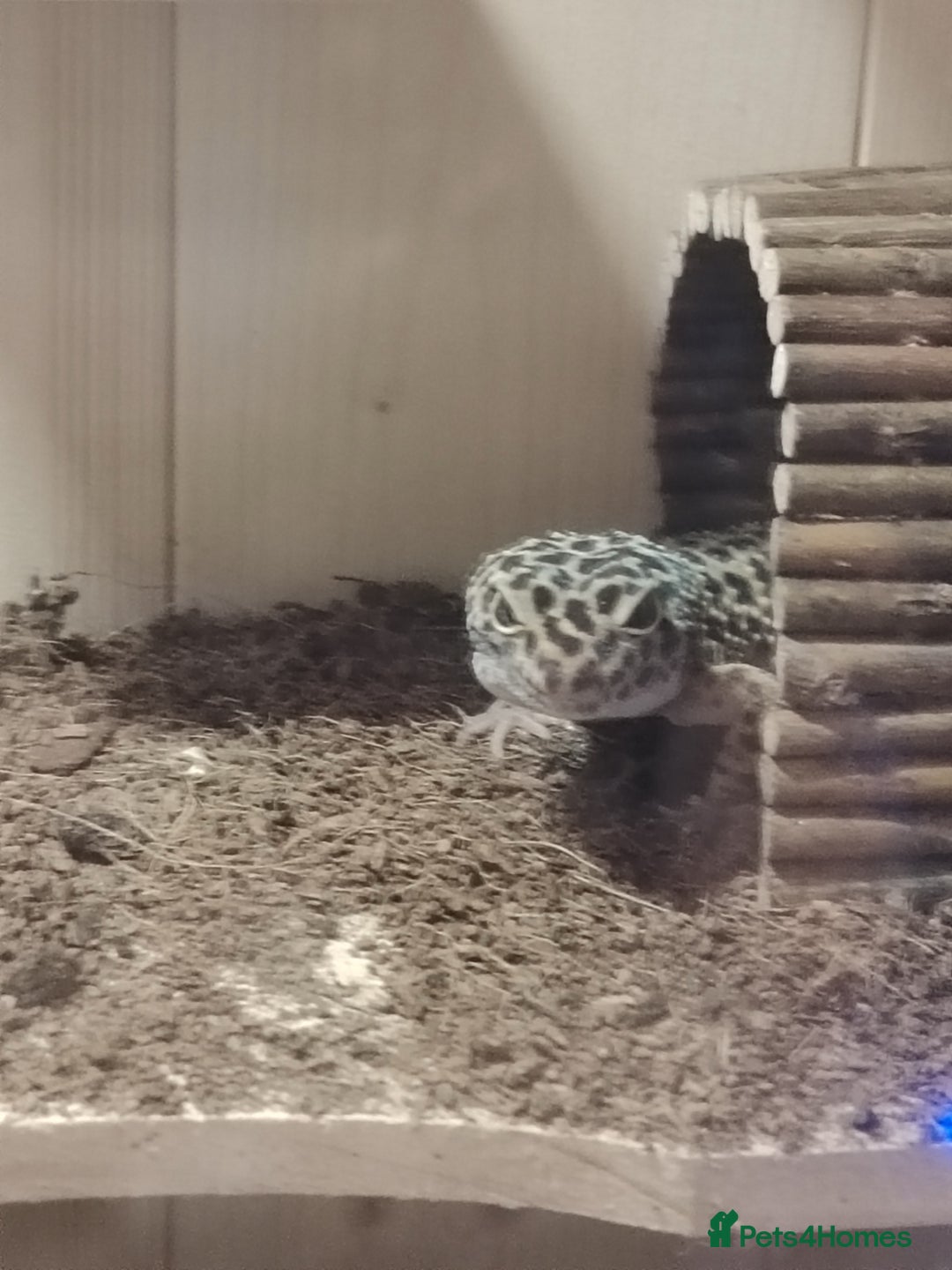 Gecko reptiles for sale: Leopard gecko  - Advert 6