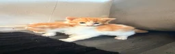 Mixed Breed cats for sale: 2 x ginger boys  - Advert 13