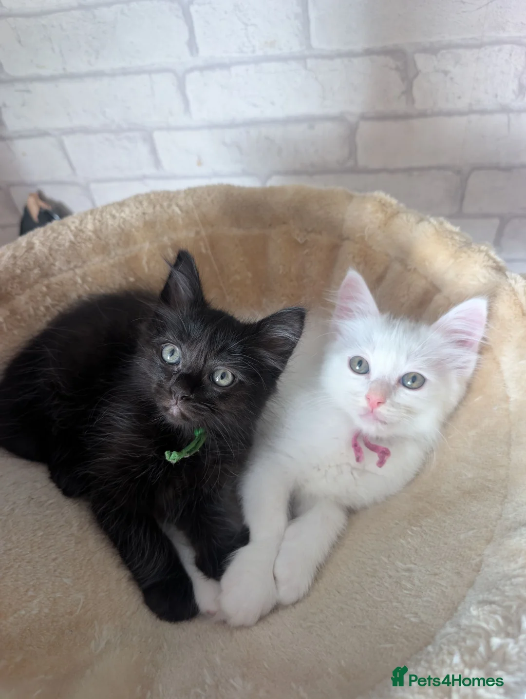 Mixed Breed cats for sale: Beautiful Blue-Eyed Kittens  - Advert 1