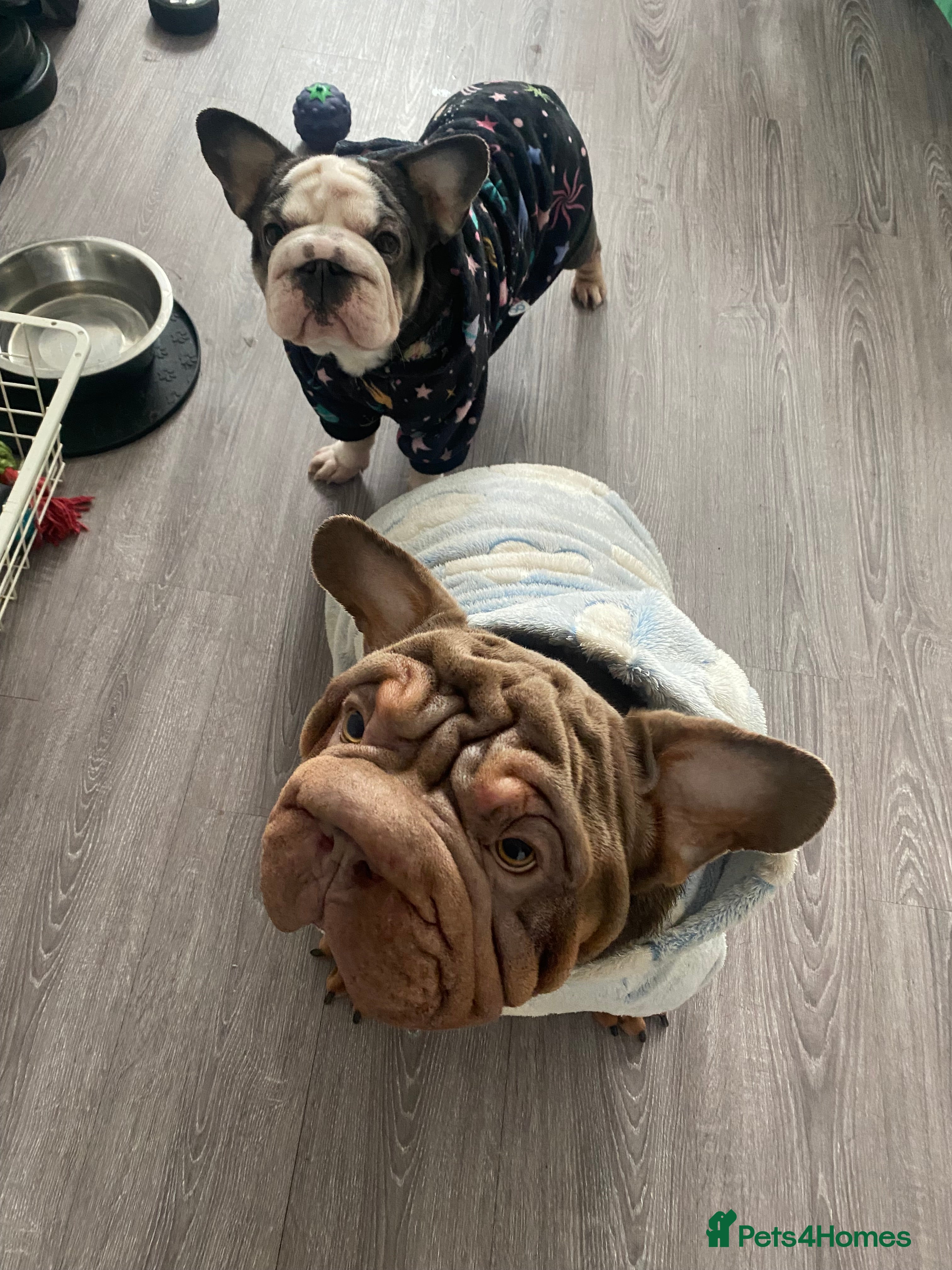 Mixed Breed dogs FRENCHIES x ENGLISH BULLDOGS in London - Advert 4