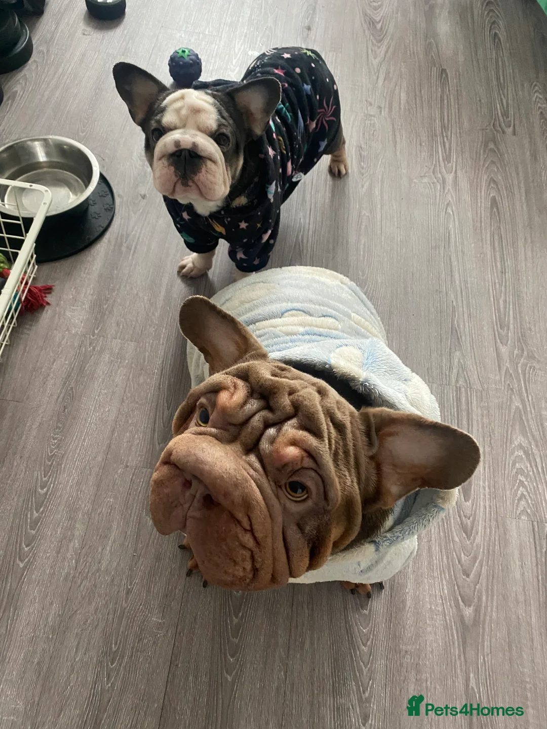 Mixed Breed dogs for sale: FRENCHIES x ENGLISH BULLDOGS - Advert 1