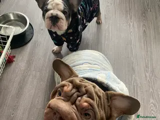 Mixed Breed dogs FRENCHIES x ENGLISH BULLDOGS in London - Advert 4