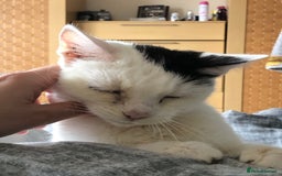 Mixed Breed cats for sale: 2 adults females - Image 2