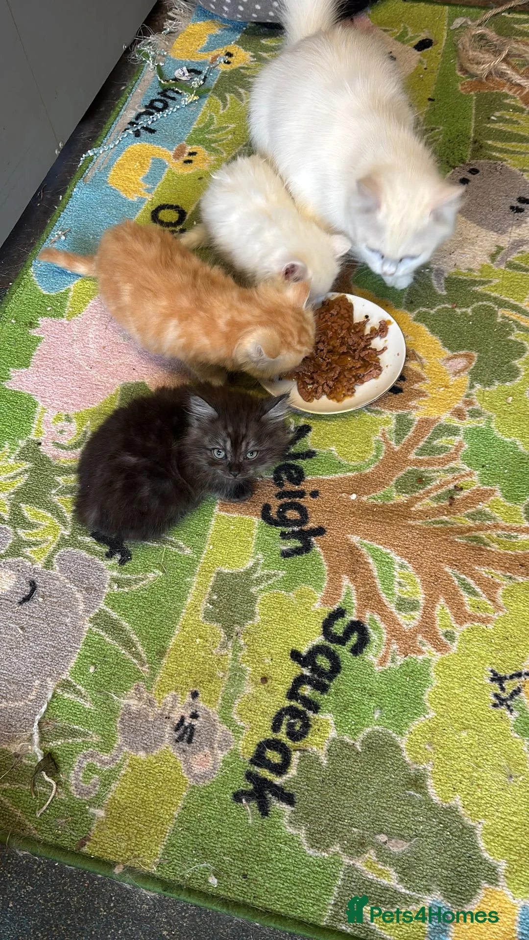 Persian cats for sale: 9 week old black kitten  - Advert 1