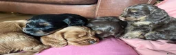 Cockapoo dogs for sale: Cockapoo pups for sale - Advert 17