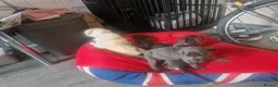 Cane Corso dogs for sale: Cane corso  in Stoke-on-Trent - Advert 6