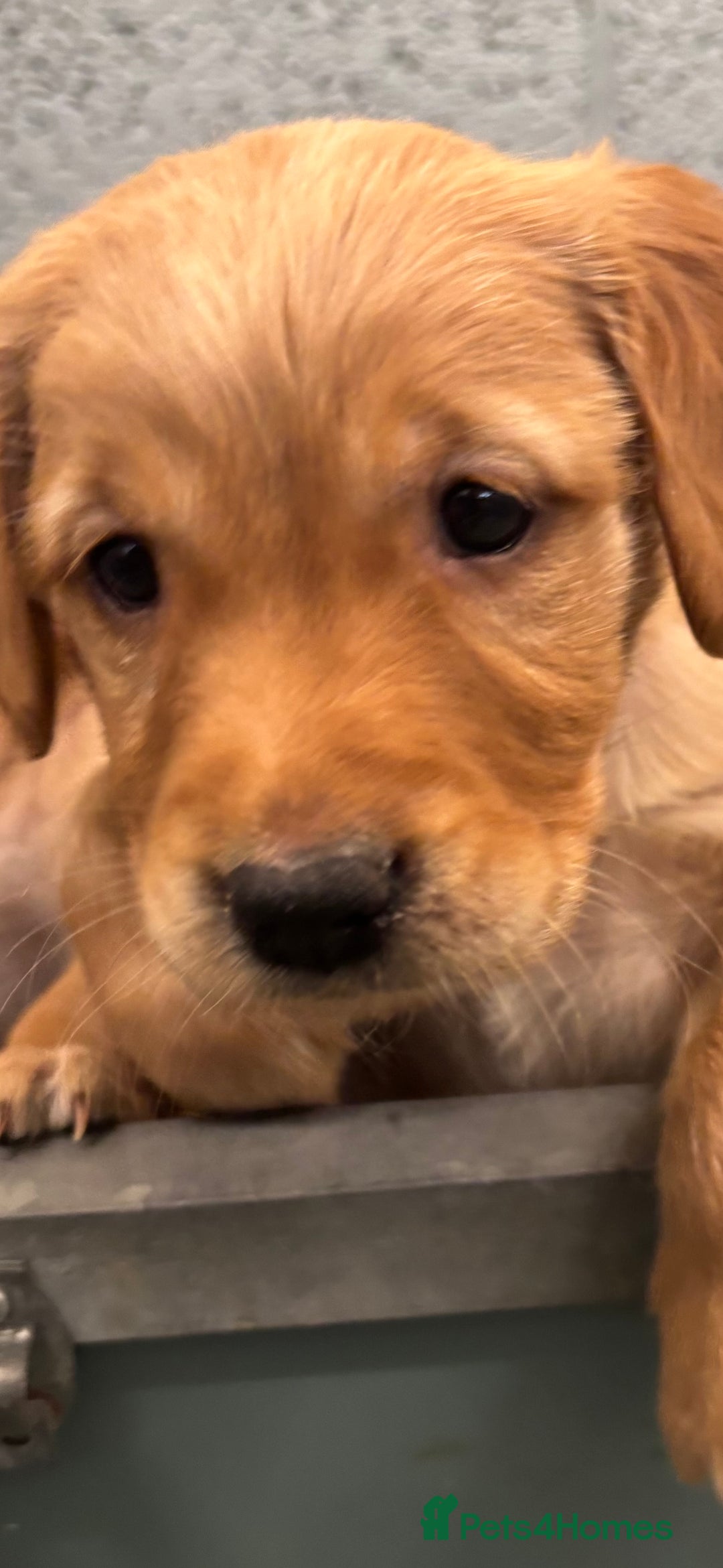 Golden Retriever dogs for sale:  Golden retriever puppies  - Advert 16