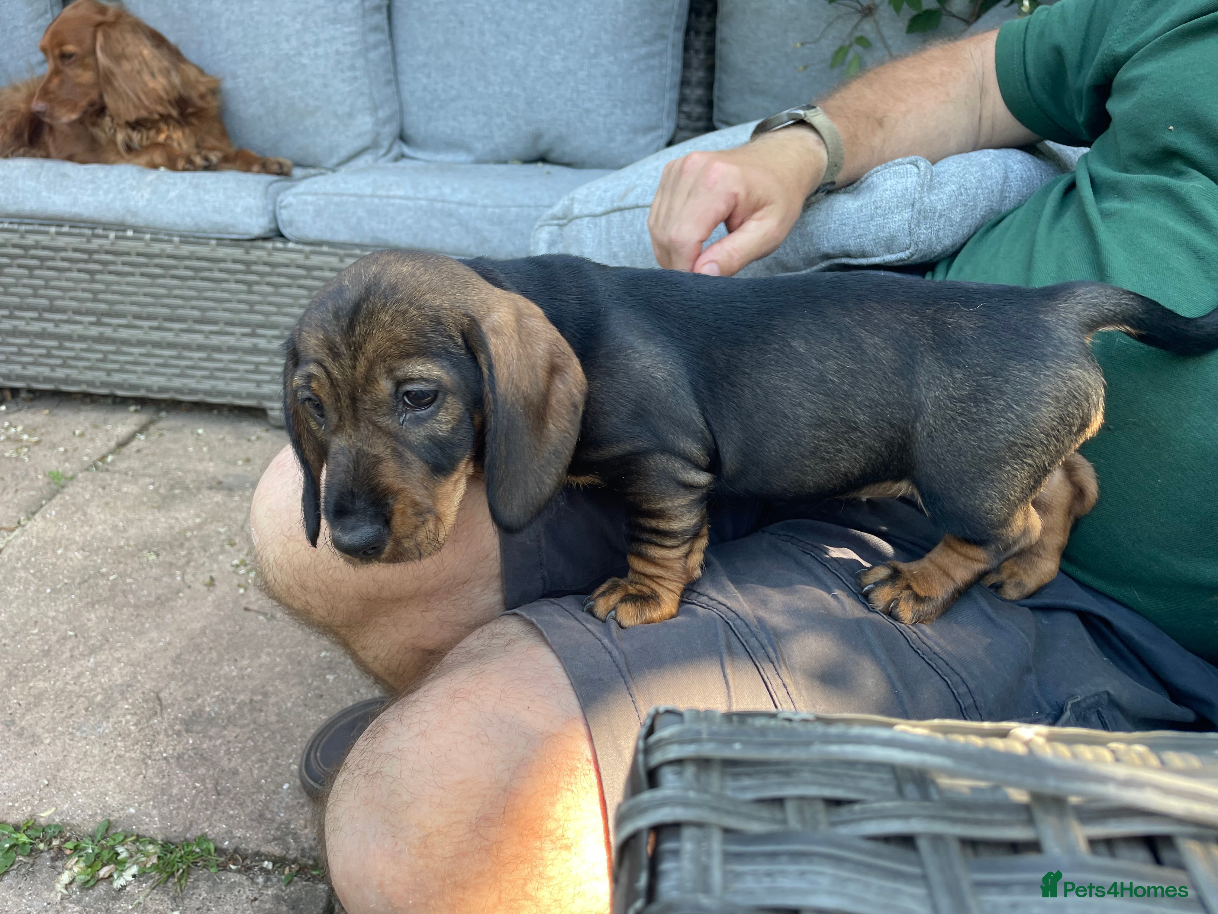 Dachshund dogs Working wire haired dachshund puppies - Advert 1