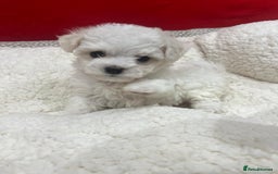 Bichon Frise dogs for sale: KC Registered Pedigree Bichon Frise Puppies - Image 7