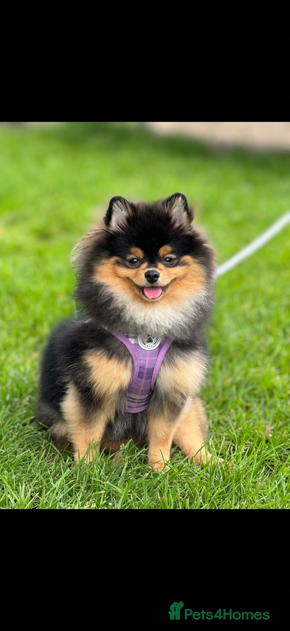 Pomeranian dogs for sale: Loving, Well-Trained Dog Looking for a New Home - Advert 1