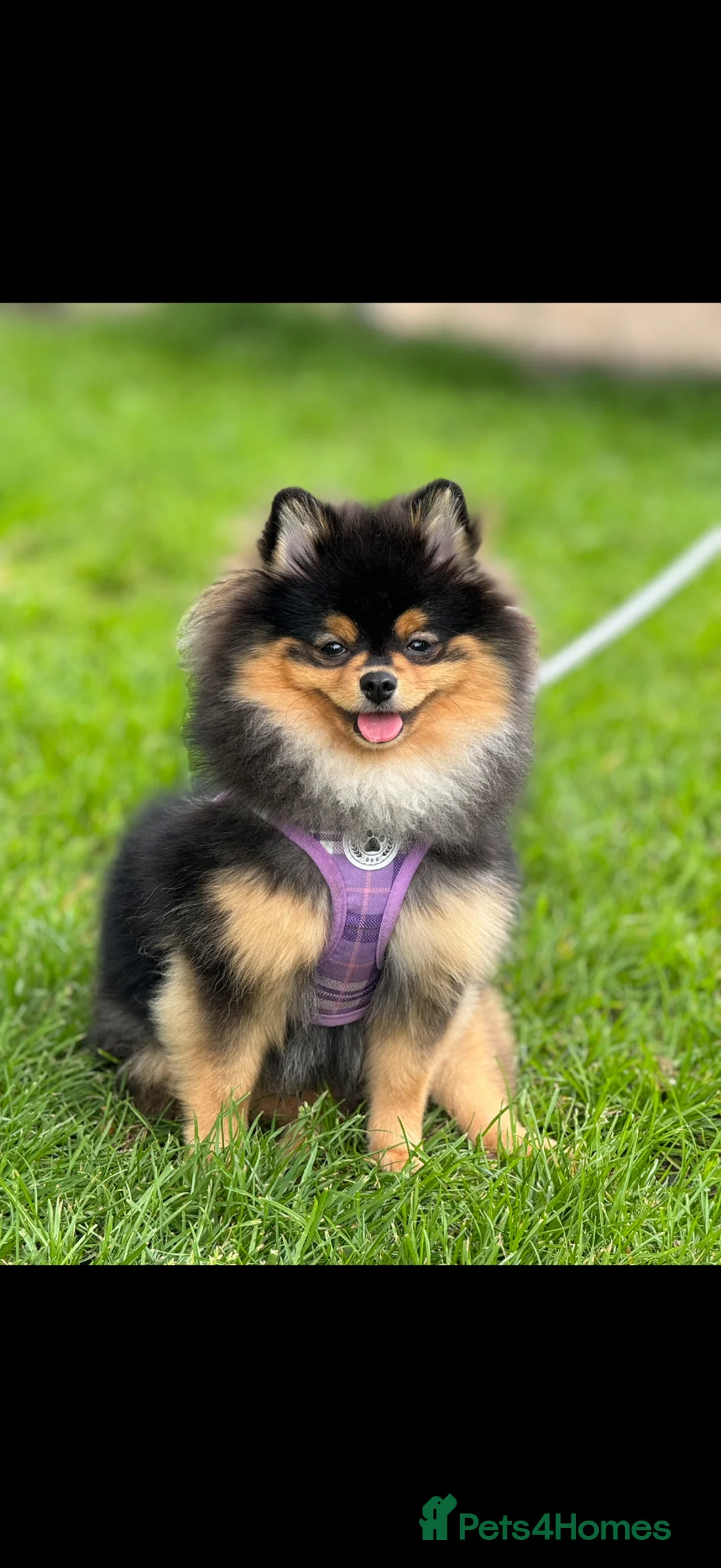 Pomeranian dogs for sale: Loving, Well-Trained Dog Looking for a New Home - Advert 1
