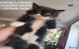 Ragdoll cats for sale: 12 half-Ragdolls (£150-£475) - Image 21