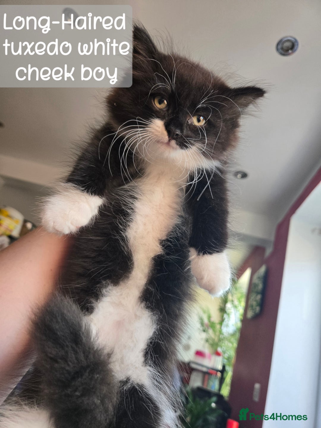 Ragdoll cats for sale: 12 half-Ragdolls (£150-£475) - Image 21