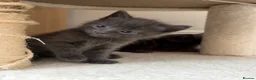 British Shorthair cats for sale: 5 British Shorthair kittens. 4 male and 1 female - Advert 5