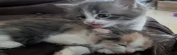 Mixed Breed cats for sale: Domestic short hair x Main coon - Advert 15