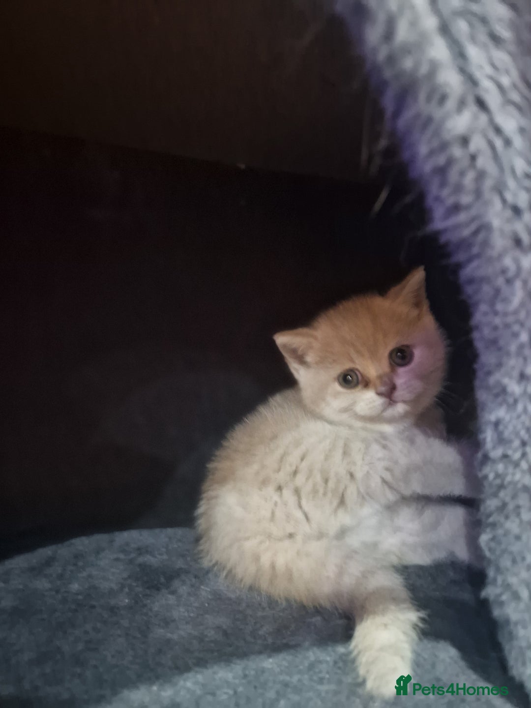 Scottish Fold cats for sale: Scottish fold, straight girls, boys, lilac blue  - Advert 10