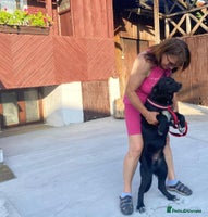 Mixed Breed dogs Meet BLUE ! A Labrador-mix Boy for a Loving Home - Advert 2