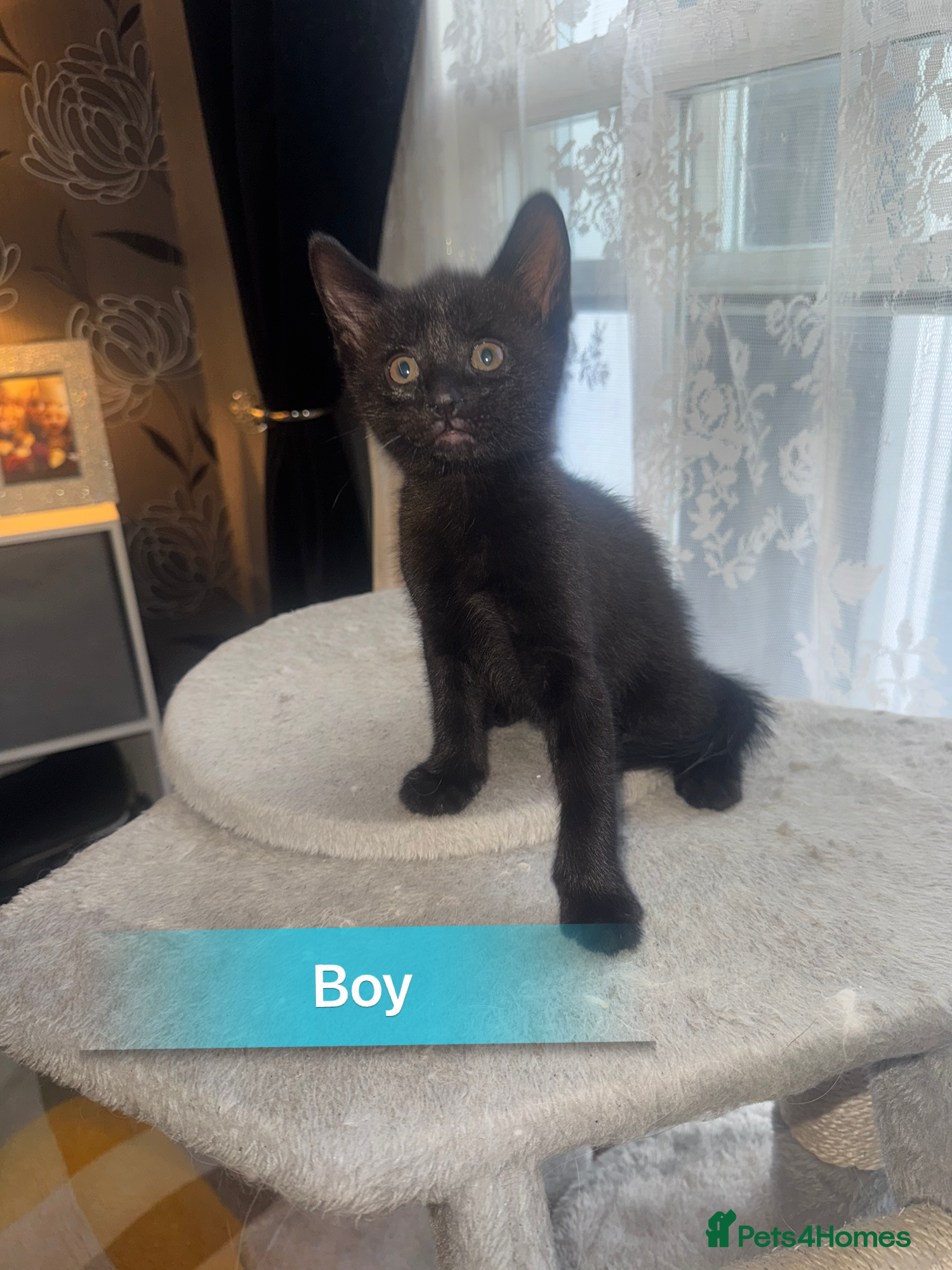 Mixed Breed cats for sale: 6 beautiful chunky kittens  - Advert 3