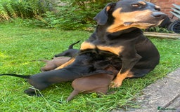 Mixed Breed dogs for sale: Vizlador x Weimaraner puppies - Image 20