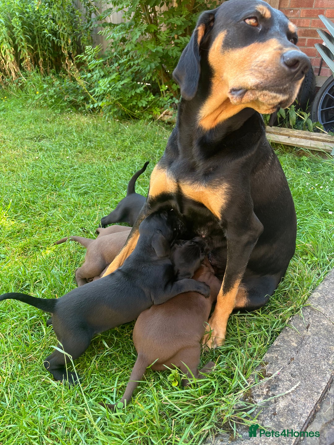 Mixed Breed dogs for sale: Vizlador x Weimaraner puppies - Image 20