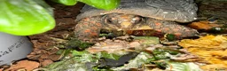 Tortoise reptiles for sale: Red foot tortoise  - Advert 11