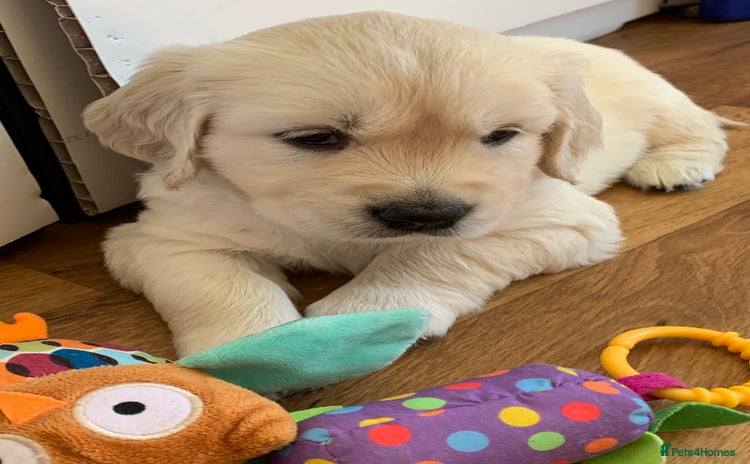 Golden Retriever dogs - Advert 2