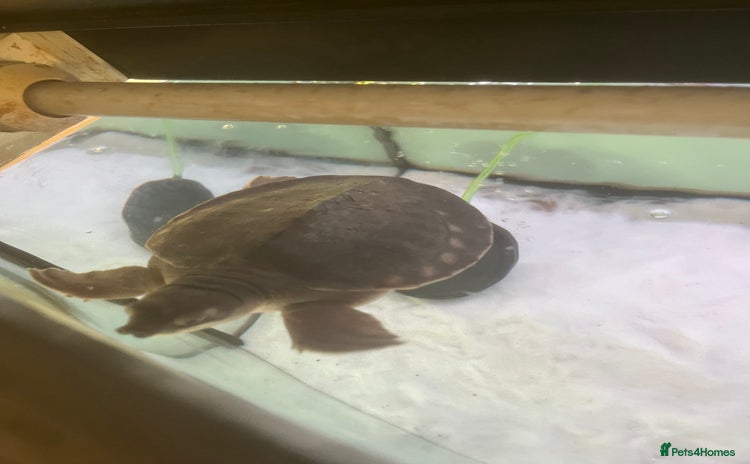 Turtle reptiles - Advert 1