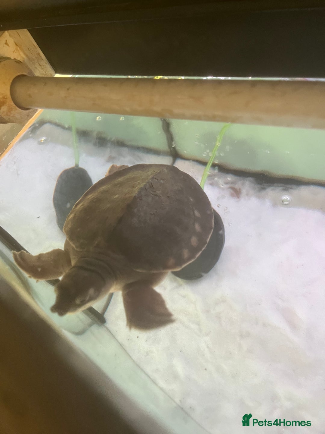 Turtle reptiles for sale: Fly river turtle need gone moving out - Image 1