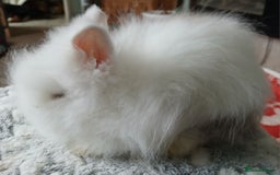 Lionhead rabbits for sale: Stunning DM Lionhead female baby rabbits  - Image 7