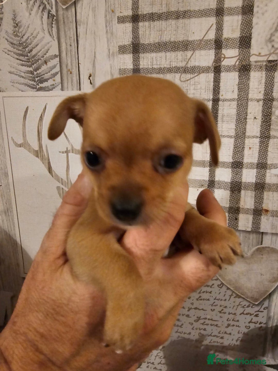 Chihuahua dogs for sale: Chihuahua  - Image 13