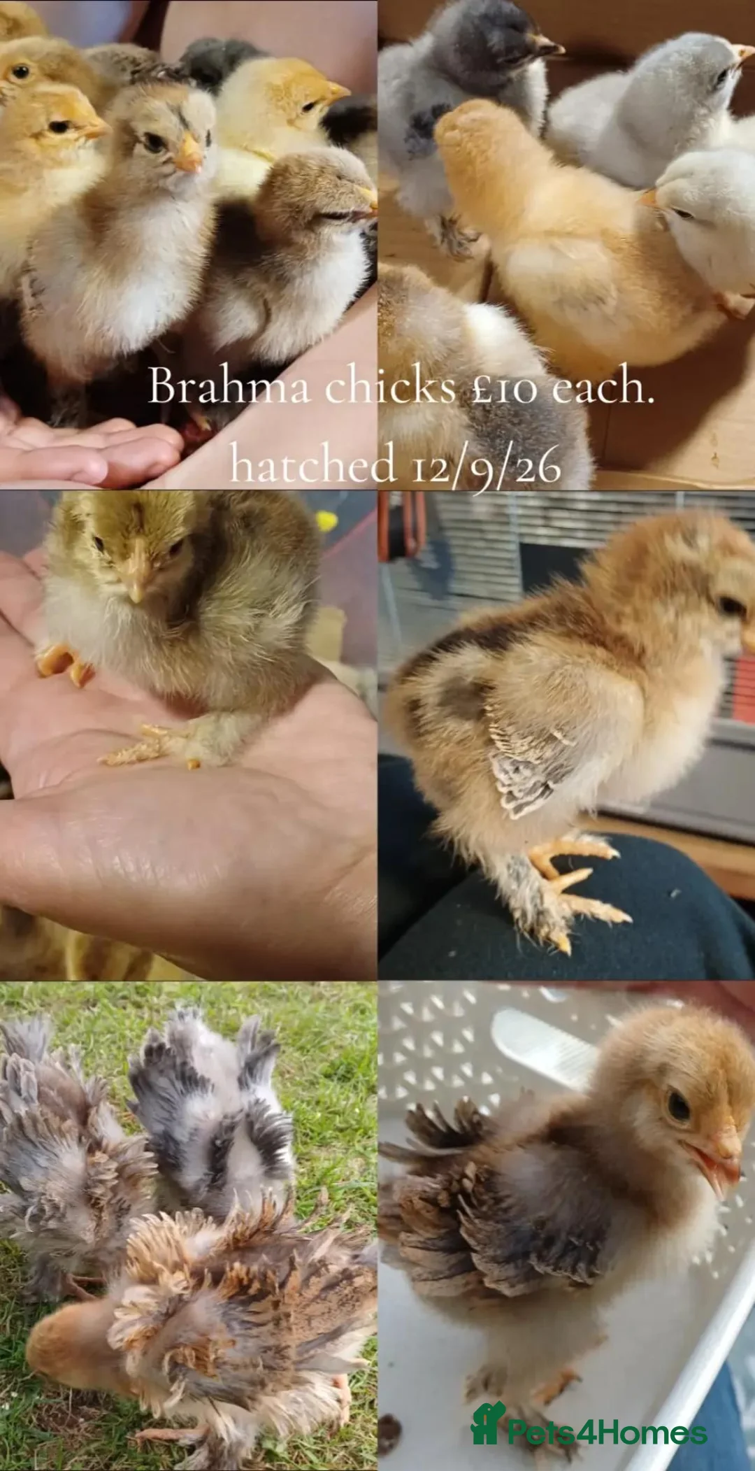 Chickens poultry for sale: Frizzle Brahma chicks  in Whitchurch - Advert 9