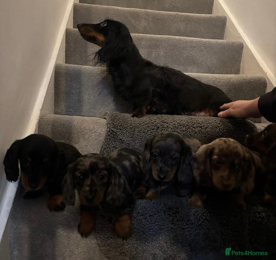 Miniature Dachshund dogs for sale: Beautiful long haired dachshund  - Advert 2