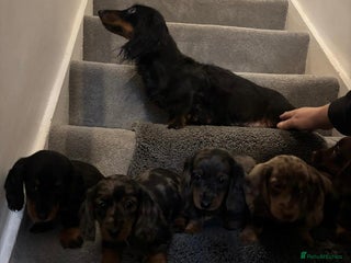 Miniature Dachshund dogs Beautiful long haired dachshund - Advert 1