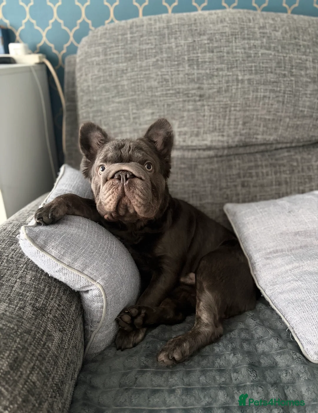 French Bulldog dogs for sale: French bulldog for sale  - Advert 2