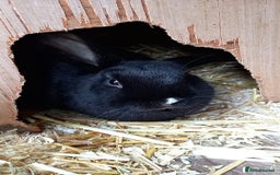 Mini Lop rabbits for sale: Rabbit for sale  - Image 2