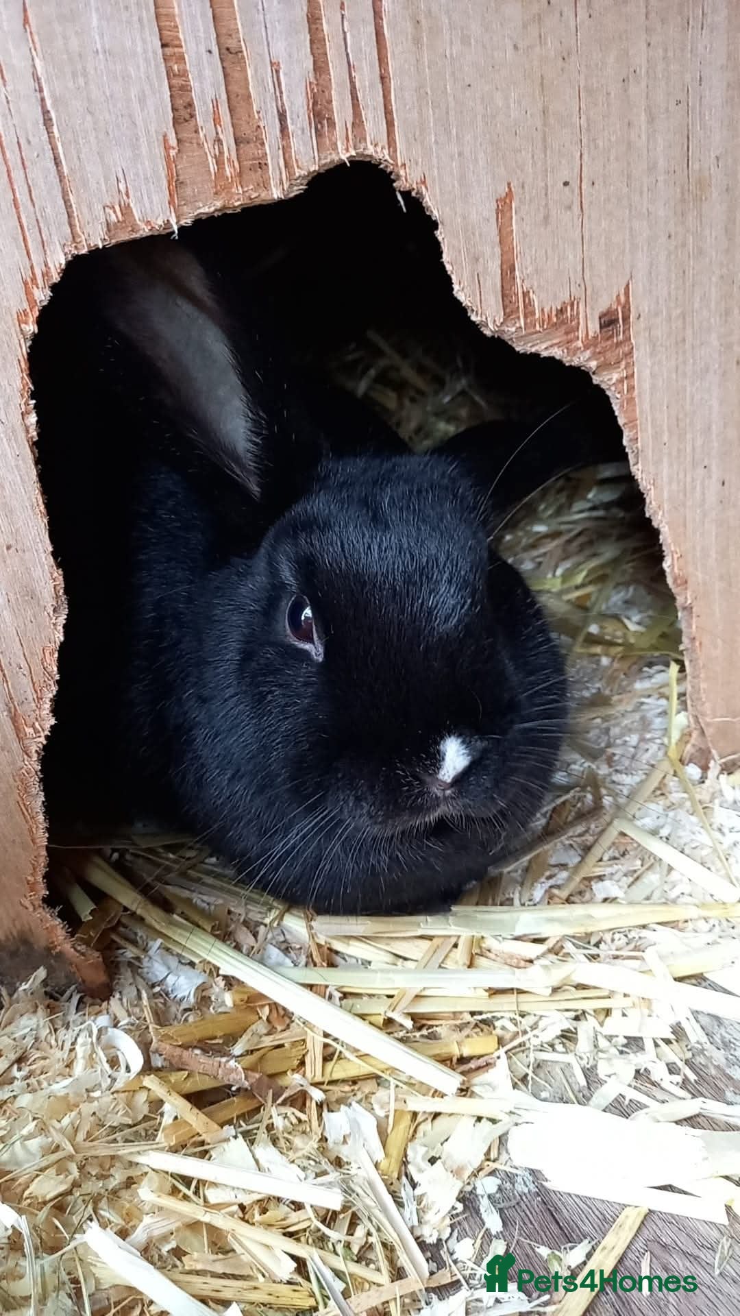 Mini Lop rabbits for sale: Rabbit for sale  - Image 2