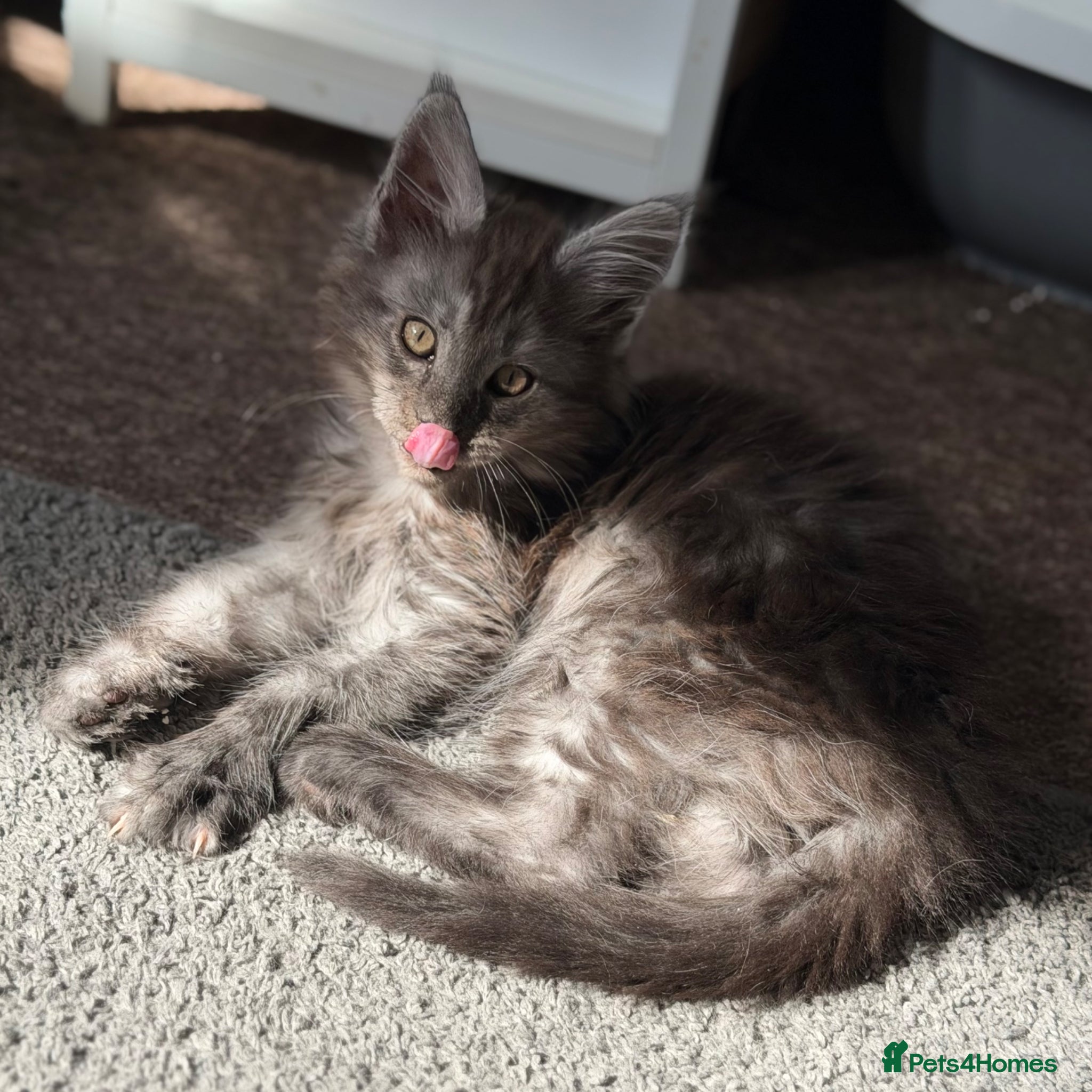 Maine Coon cats for stud: Champion Lines - Proven, Gentle - Blue Smoke - Advert 17