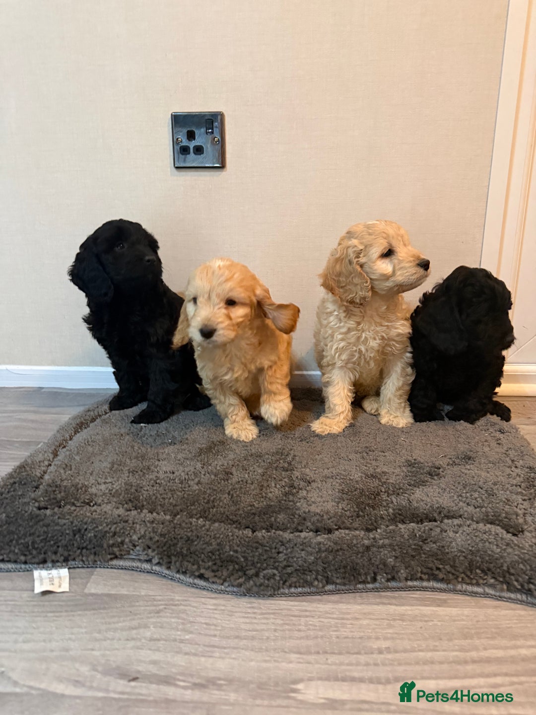 Cockapoo dogs for sale: Cockapoo puppies - Advert 5
